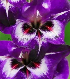 Kardeliai (Gladijolės) stambiažiedžiai violetiniai purpurinė su baltu 'VISTA' po 1 svogūnėlį (be nuotraukos) FC. NAUJIENA 2026 m.