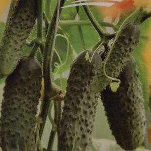 Agurkai savidulkiai ankstyvi, atsparesnis ligoms ir kenkėjams (voratinklinei erkutei, baltsparniui, tripsui) šiltnamiui ir laukui ‘KONZERT F1’ 100 sėklų S. NAUJIENA 2026 m.