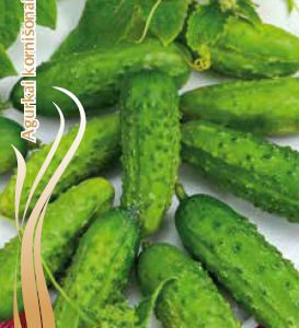 Agurkai kornišonai vidutinio ankstyvumo, laukui ‘TYTUS’ 2 g S.