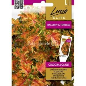 Darželiniai margeniai karpytais kaip ąžuolo lapais, šviesiai raudonai rusvi su žaliu krašteliu 'COLOCHA SCARLET' 25 sėklos Elite. NAUJIENA 2026 m.