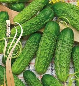 Agurkai lauko ankstyvi, smulkūs vaisiai, atsparūs netikrajai miltligei ‘FANTASY F1’ 1,5 g S.