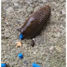 „FERRONITE SLUG GRANULE“ - moliuskocidas nuo šliužų ir sraigių, mėlynos granulės, atsparios lietui 0,5 kg. (EKOLOGINIAMS ŪKIAMS). NAUJIENA 2025 m. „FERRONITE SLUG GRANULE“ - moliuskocidas nuo šliužų ir sraigių, mėlynos granulės, atsparios lietui 0,5 kg. (EKOLOGINIAMS ŪKIAMS). NAUJIENA 2025 m.