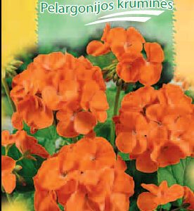 Pelargonijos krūminės oranžinės, žalialapės su rudomis juostomis 'LUCIE F1' 5 sėklos S.