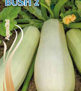 Aguročiai kreminiai balti, ankstyvi, labai derlingi 'LONG WHITE BUSH 2 (LONG GREEN BUSCH)' 2 g S. NAUJIENA 2026 m.