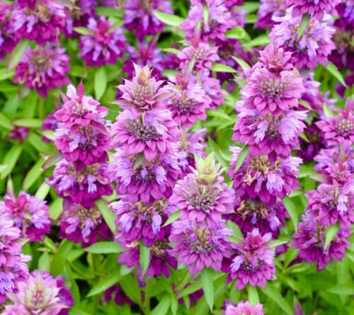 Citrininės monardos violetiniai rožinės, daugiametės, aukštos, kvepia citrina 0,2 g S. NAUJIENA 2026 m. Citrininės monardos violetiniai rožinės, daugiametės, aukštos, kvepia citrina 0,2 g S. NAUJIENA 2026 m.
