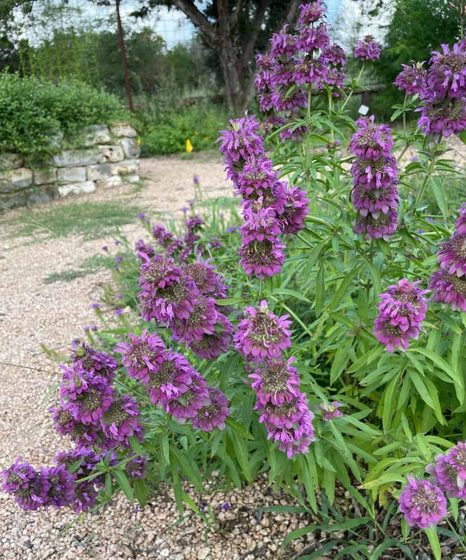Citrininės monardos violetiniai rožinės, daugiametės, aukštos, kvepia citrina 0,2 g S. NAUJIENA 2026 m. Citrininės monardos violetiniai rožinės, daugiametės, aukštos, kvepia citrina 0,2 g S. NAUJIENA 2026 m.