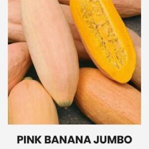Moliūgai didieji, pailgos ovalo formos, minkštimas oranžinis, saldus 'PINK BANANA JUMBO' 2 g A. NAUJIENA 2026 m.
