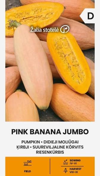 Moliūgai didieji, pailgos ovalo formos, minkštimas oranžinis, saldus 'PINK BANANA JUMBO' 2 g A. NAUJIENA 2026 m. Moliūgai didieji, pailgos ovalo formos, minkštimas oranžinis, saldus 'PINK BANANA JUMBO' 2 g A. NAUJIENA 2026 m.