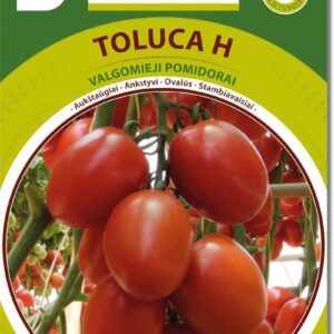 Pomidorai ankstyvi, aukšti, slyviniai ovalūs, trumpais tarpubambliais, labai derlingi 'TOLUCA H' 8 sėklos BS. NAUJIENA 2026 m.