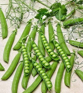 Žirniai „su ūsais“, be atramų, ankstyvi, saldūs, ilgos ankštys, konservavimui ir šaldymui 'ANTONY' 50 g (Naudinga pakuotė). NAUJIENA 2026 m.