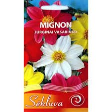 Vasariniai jurginai tuščiaviduriais žiedais mišinys 'MIGNON ' 1 g S.