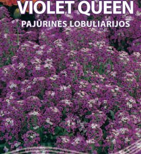 Pajūrinės lobuliarijos, „medučiai“, žemos, violetiniais žiedeliais, kvepia 0,3 g S.