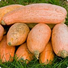 Moliūgai didieji, pailgos ovalo formos, minkštimas oranžinis, saldus 'PINK BANANA JUMBO' 2 g A. NAUJIENA 2026 m. Moliūgai didieji, pailgos ovalo formos, minkštimas oranžinis, saldus 'PINK BANANA JUMBO' 2 g A. NAUJIENA 2026 m.