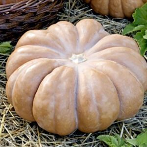 Moliūgai muskusiniai briaunoti, kvapnūs ir skanūs 'MUSQUEE DE PROVENCE' 10 sėklų