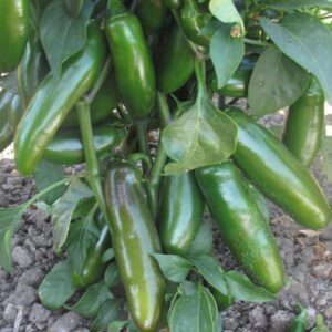 Jalapeno paprikos vidutinio ankstyvumo, tinka ir laukui 'PICADERO H' 5 sėklos (Maža pakuotė). NAUJIENA 2026 m.