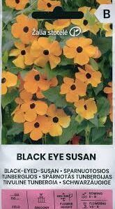 Tunbergijos vijoklinės, svyrančios oranžinės su tamsia „akute“ 'BLACK EYE SUSAN' 0,5 g A.