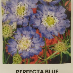 Žvaigždūnės kaukazinės, daugiametės, mėlynai - violetiniais žiedais 'PERFECTA BLUE' 2 g A. NAUJIENA 2026 m.