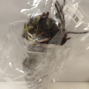 Braškių frigo daigai, labai ankstyvos, žemuogių skonio ir aromato 'ALISA' 10 daigų. NAUJIENA 2026 m.