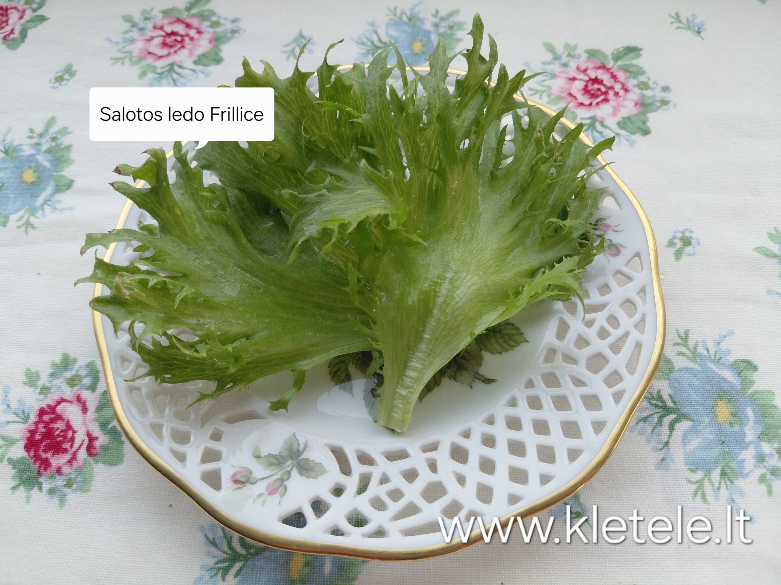 Salotos ledinės lapinės traškios, iškarpytos, ilgai neperauga 'FRILLICE' 0,1 g Salotos ledinės lapinės traškios, iškarpytos, ilgai neperauga 'FRILLICE' 0,1 g