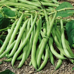 Šparaginės pupelės žemos, žalios, ankstyvos, labai derlingos 'CROPPER TEEPEE' 1 kg. NAUJIENA 2026 m.