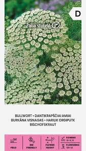 Dantikrapščiai amiai, balti žiedynų „nėriniai“, skynimui ir džiovinimui, žydinčiai pievai 0,5 g A. NAUJIENA 2026 m.