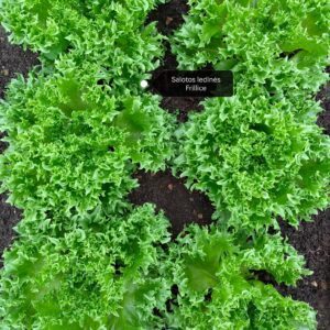 Salotos ledinės lapinės traškios, iškarpytos, ilgai neperauga 'FRILLICE' 0,1 g Salotos ledinės lapinės traškios, iškarpytos, ilgai neperauga 'FRILLICE' 0,1 g