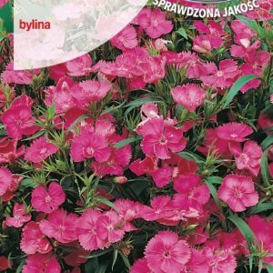 Šiliniai gvazdikai žemi, rožiniai (rožowy), daugiamečiai, kvepia (Dianthus deltoides) 0,5 g T.