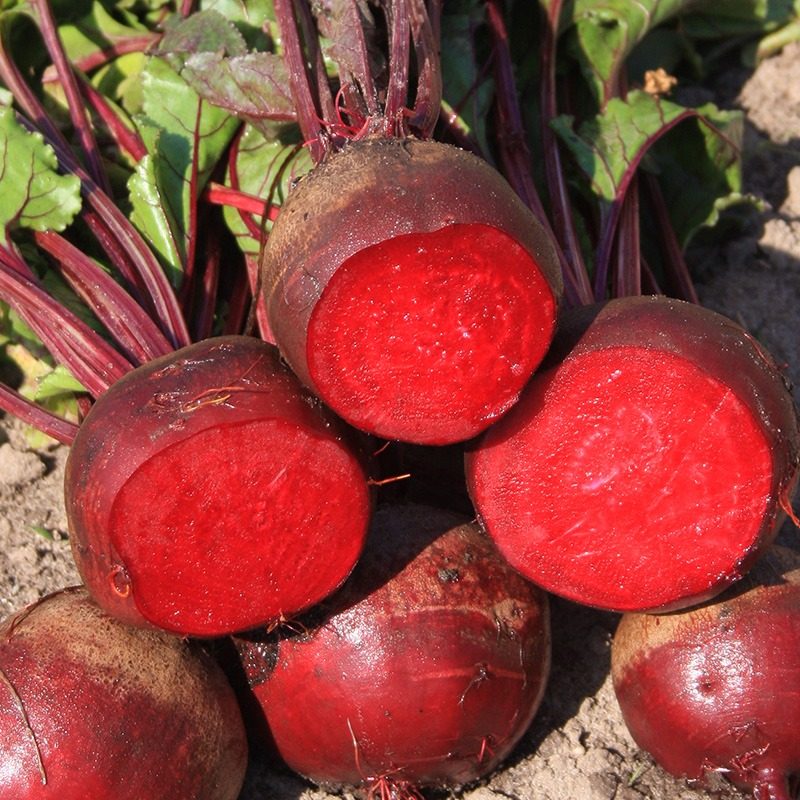 Raudonieji burokėliai ankstyvi, konservavimui, laikymui 'DETROIT DARK RED 2' 10 g PS. Raudonieji burokėliai ankstyvi, konservavimui, laikymui 'DETROIT DARK RED 2' 10 g PS.