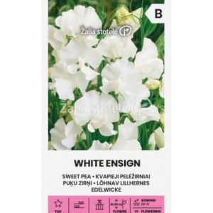 Kvapieji pelėžirniai vijokliniai, baltais žiedais, kvepia 'WHITE ENSIGN' 2 g A. NAUJIENA 2026 m. Kvapieji pelėžirniai vijokliniai, baltais žiedais, kvepia 'WHITE ENSIGN' 2 g A. NAUJIENA 2026 m.