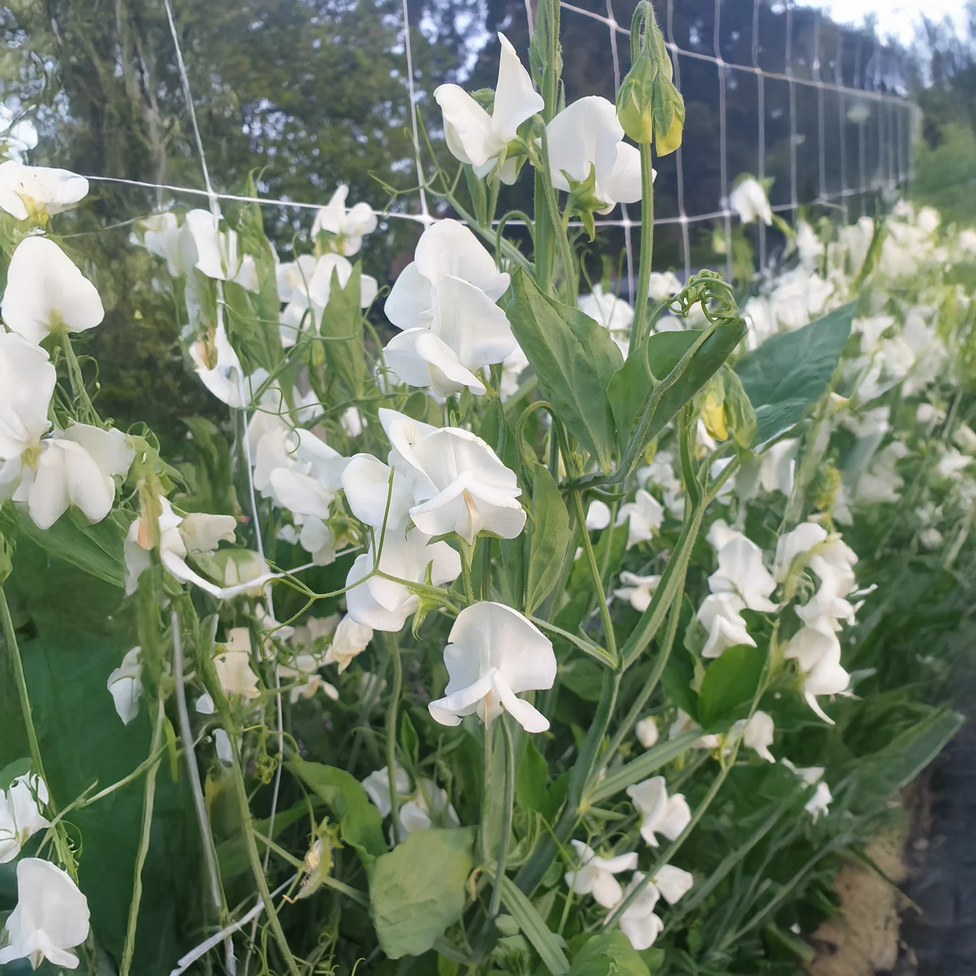 Kvapieji pelėžirniai vijokliniai, baltais žiedais, kvepia 'WHITE ENSIGN' 2 g A. NAUJIENA 2026 m. Kvapieji pelėžirniai vijokliniai, baltais žiedais, kvepia 'WHITE ENSIGN' 2 g A. NAUJIENA 2026 m.