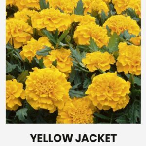Serenčiai gvazdikiniai žemi, aukso geltonumo 'YELLOW JACKET' 1 g (Naudinga pakuotė) A. NAUJIENA 2026 m.