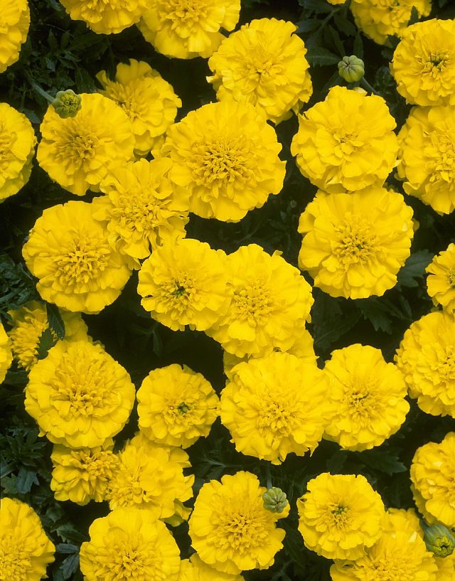 Serenčiai gvazdikiniai žemi, aukso geltonumo 'YELLOW JACKET' 1 g (Naudinga pakuotė) A. NAUJIENA 2026 m. Serenčiai gvazdikiniai žemi, aukso geltonumo 'YELLOW JACKET' 1 g (Naudinga pakuotė) A. NAUJIENA 2026 m.