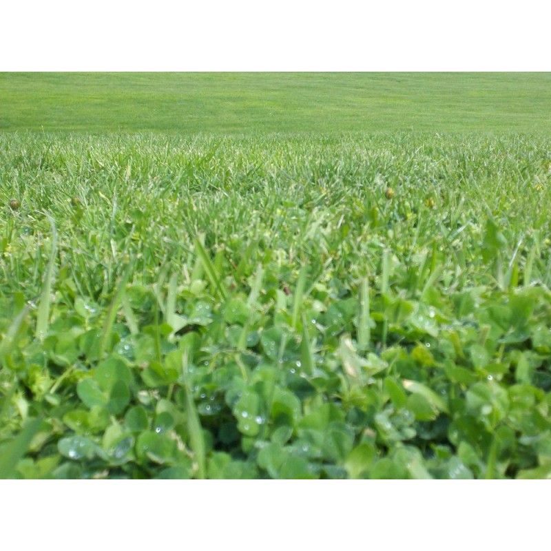 Vejos žolių sėklų mišinys su baltais dobiliukais („Microclover®“) ekologiškų vejų apželdinimui, mažiau tręšimo „EASY-GREEN“ (veja atviroje vietoje su mažai priežiūros) 1 kg TURFLINE. NAUJIENA 2026 m. Vejos žolių sėklų mišinys su baltais dobiliukais („Microclover®“) ekologiškų vejų apželdinimui, mažiau tręšimo „EASY-GREEN“ (veja atviroje vietoje su mažai priežiūros) 1 kg TURFLINE. NAUJIENA 2026 m.