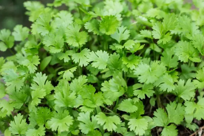 Blakinės kalendros, aromatingi lapai, ilgai nesužydi 'AROMA' 2 g. NAUJIENA 2026 m. Blakinės kalendros, aromatingi lapai, ilgai nesužydi 'AROMA' 2 g. NAUJIENA 2026 m.
