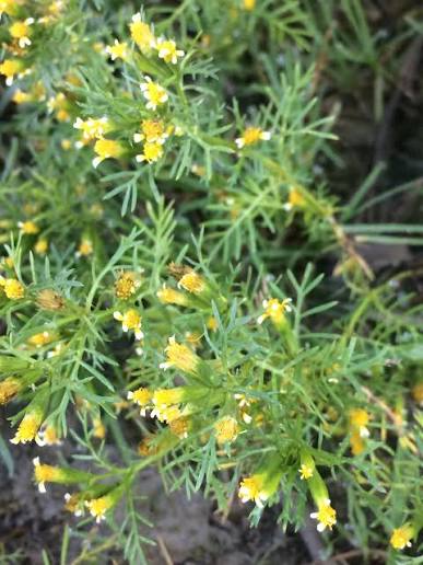 Siūlalapiai serenčiai (Tagetes filifolia), prieskoniai, anyžio ir saldymedžio skonio, tinka vazonui 6 sėklos S. NAUJIENA 2027 m. Siūlalapiai serenčiai (Tagetes filifolia), prieskoniai, anyžio ir saldymedžio skonio, tinka vazonui 6 sėklos S. NAUJIENA 2027 m.