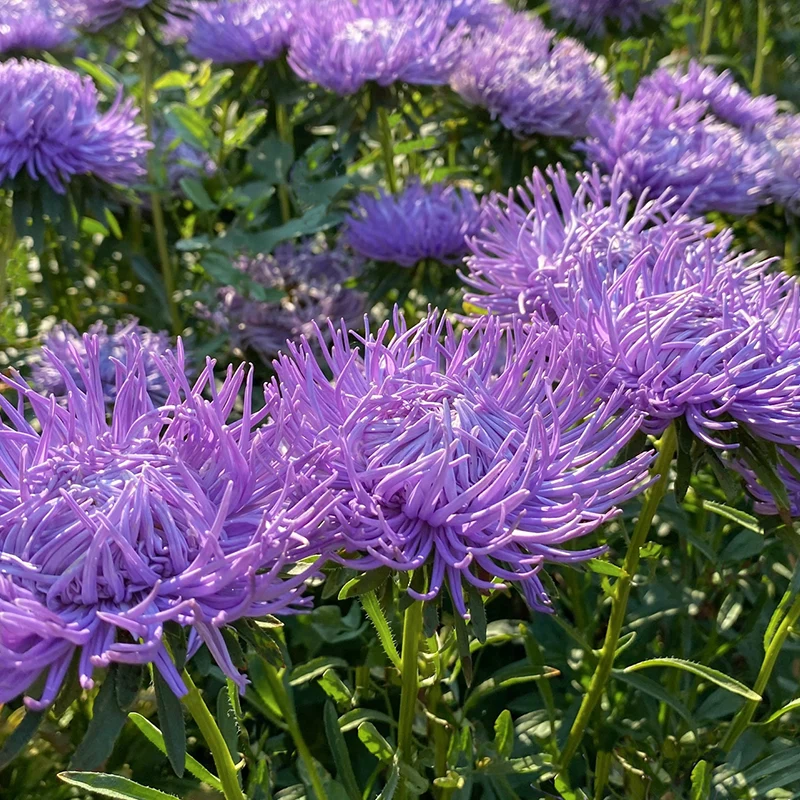 Kininiai ratiliai adatiniai violetiniai, skynimui 'HARZ LOHENGRIN' 0,5 g S. Kininiai ratiliai adatiniai violetiniai, skynimui 'HARZ LOHENGRIN' 0,5 g S.