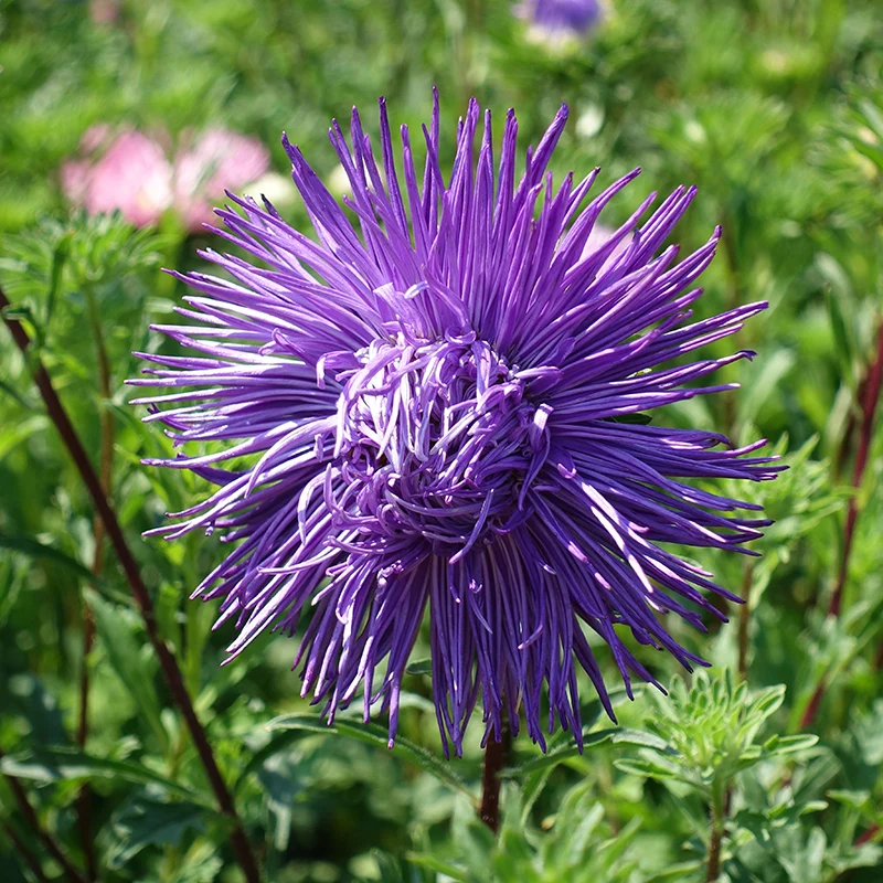 Kininiai ratiliai adatiniai violetiniai, skynimui 'HARZ LOHENGRIN' 0,5 g S. Kininiai ratiliai adatiniai violetiniai, skynimui 'HARZ LOHENGRIN' 0,5 g S.