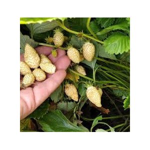 Žemuogiu daigai, geltonos, saldžios ir kvapnios 'YELLOW CREAM' 1 vnt. Žemuogiu daigai, geltonos, saldžios ir kvapnios 'YELLOW CREAM' 1 vnt.