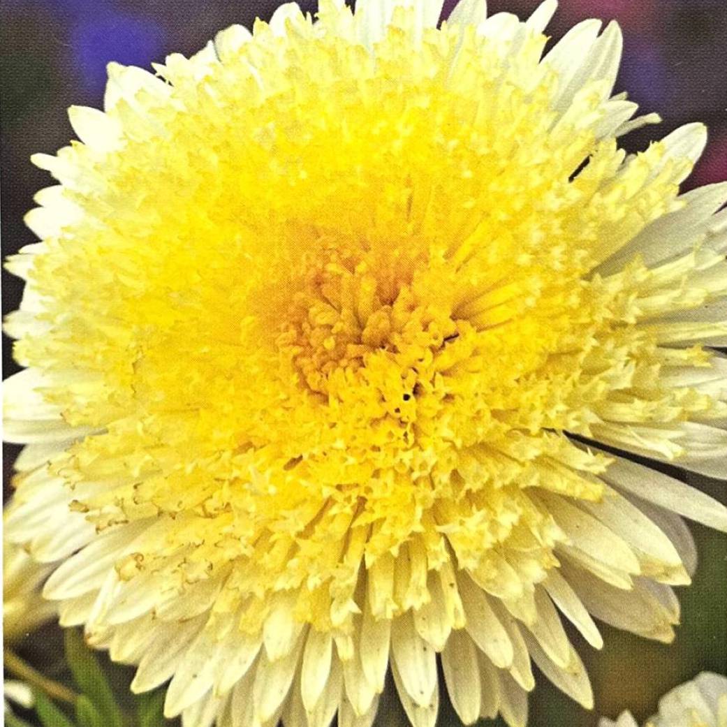 Kininiai ratiliai (Kunigaikščių astrai) geltonais (zolty) pilnaviduriais žiedais, skynimui 0,5 g T. NAUJIENA 2026 m. Kininiai ratiliai (Kunigaikščių astrai) geltonais (zolty) pilnaviduriais žiedais, skynimui 0,5 g T. NAUJIENA 2026 m.