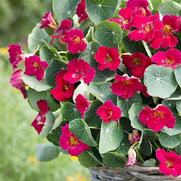 Žemosios nasturtės ryškiai rožinės, apdovanotos Fleuroselect Aukso medaliu 'BABY ROSE' 2 g SM. NAUJIENA 2026 m. Žemosios nasturtės ryškiai rožinės, apdovanotos Fleuroselect Aukso medaliu 'BABY ROSE' 2 g SM. NAUJIENA 2026 m.