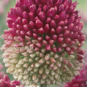 Česnakai dekoratyviniai „kiaušininiai“, purpuriniai, vidutinio aukščio (Allium sphaerocephalon), 30 svogūnėlių (Elite). NAUJIENA 2026 m.