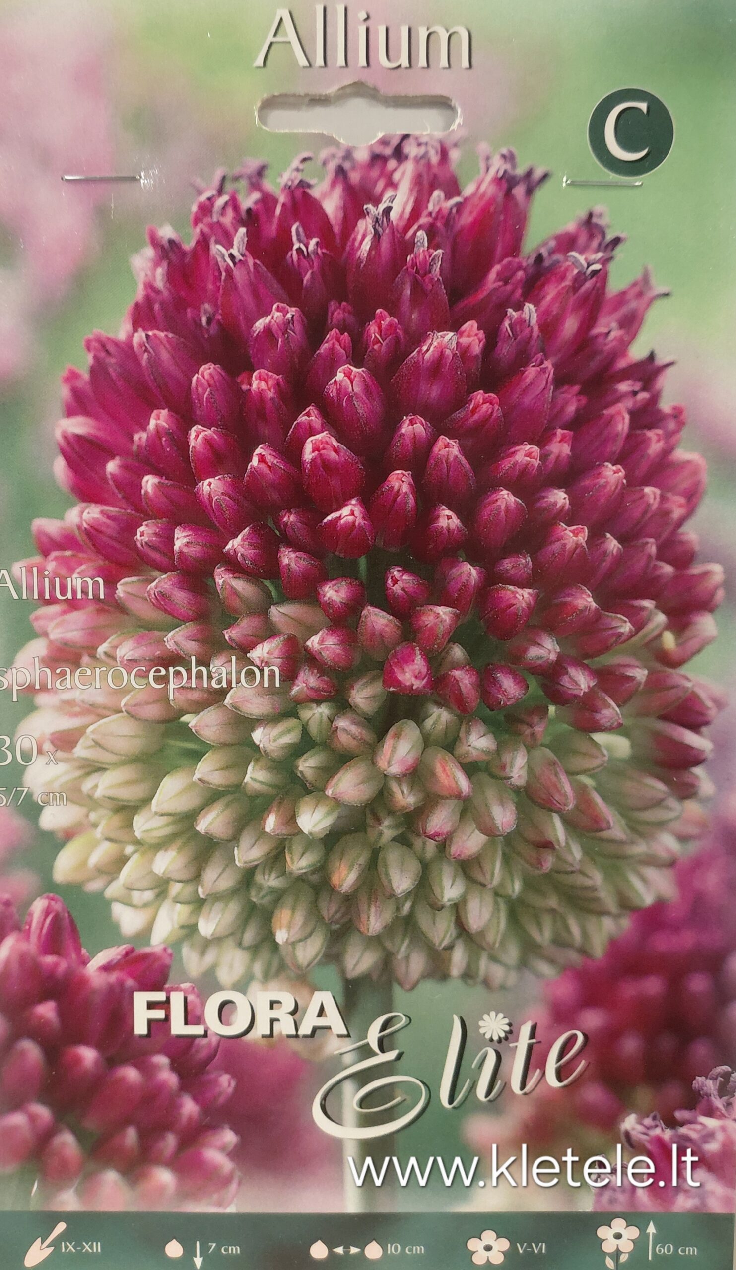 Česnakai dekoratyviniai „kiaušininiai“, purpuriniai, vidutinio aukščio (Allium sphaerocephalon), 30 svogūnėlių (Elite). NAUJIENA 2026 m. Česnakai dekoratyviniai „kiaušininiai“, purpuriniai, vidutinio aukščio (Allium sphaerocephalon), 30 svogūnėlių (Elite). NAUJIENA 2026 m.