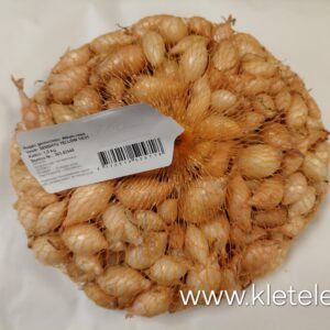 Svogūnų sodinukai žiemojantys, ankstyvam derliui 'SENSHYU YELLOW' 1 kg. NAUJIENA 2026 m.