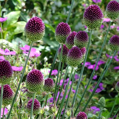 Česnakai dekoratyviniai „kiaušininiai“, purpuriniai, vidutinio aukščio (Allium sphaerocephalon), 30 svogūnėlių (Elite). NAUJIENA 2026 m. Česnakai dekoratyviniai „kiaušininiai“, purpuriniai, vidutinio aukščio (Allium sphaerocephalon), 30 svogūnėlių (Elite). NAUJIENA 2026 m.