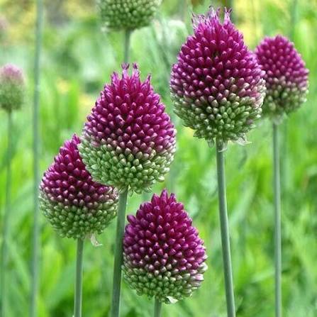 Česnakai dekoratyviniai „kiaušininiai“, purpuriniai, vidutinio aukščio (Allium sphaerocephalon), 30 svogūnėlių (Elite). NAUJIENA 2026 m. Česnakai dekoratyviniai „kiaušininiai“, purpuriniai, vidutinio aukščio (Allium sphaerocephalon), 30 svogūnėlių (Elite). NAUJIENA 2026 m.