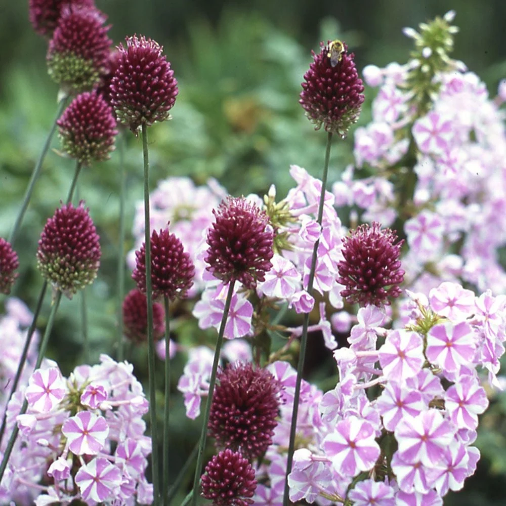 Česnakai dekoratyviniai „kiaušininiai“, purpuriniai, vidutinio aukščio (Allium sphaerocephalon), 30 svogūnėlių (Elite). NAUJIENA 2026 m. Česnakai dekoratyviniai „kiaušininiai“, purpuriniai, vidutinio aukščio (Allium sphaerocephalon), 30 svogūnėlių (Elite). NAUJIENA 2026 m.