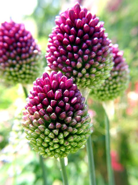 Česnakai dekoratyviniai „kiaušininiai“, purpuriniai, vidutinio aukščio (Allium sphaerocephalon), 30 svogūnėlių (Elite). NAUJIENA 2026 m. Česnakai dekoratyviniai „kiaušininiai“, purpuriniai, vidutinio aukščio (Allium sphaerocephalon), 30 svogūnėlių (Elite). NAUJIENA 2026 m.