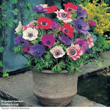 Plukės (Anemonis), vasarinės, žemos, mišinys 1 svogūnėlis iš dėžės. NAUJIENA 2026 m. Plukės (Anemonis), vasarinės, žemos, mišinys 1 svogūnėlis iš dėžės. NAUJIENA 2026 m.