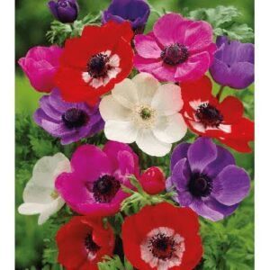 Plukės (Anemonis), vasarinės, žemos, mišinys  1 svogūnėlis iš dėžės. NAUJIENA 2026 m.