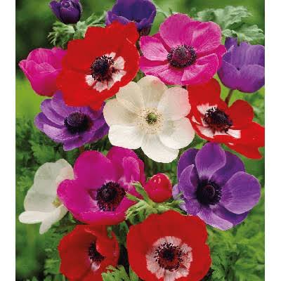 Plukės (Anemonis), vasarinės, žemos, mišinys 1 svogūnėlis iš dėžės. NAUJIENA 2026 m. Plukės (Anemonis), vasarinės, žemos, mišinys 1 svogūnėlis iš dėžės. NAUJIENA 2026 m.